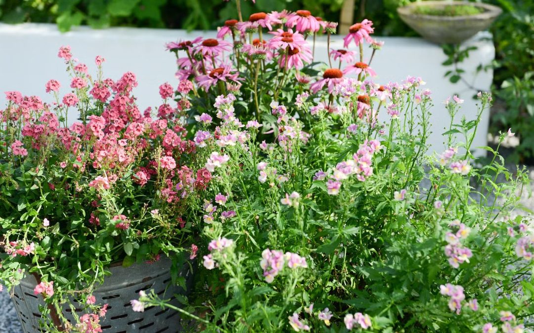 Nyheter i blomstervärlden