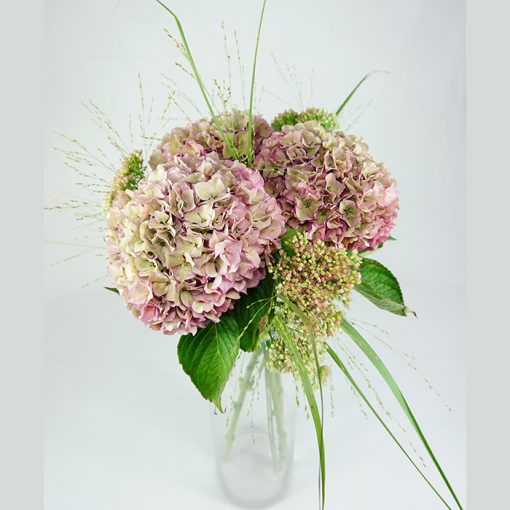 Sedum