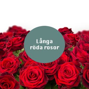 Långa röda rosor