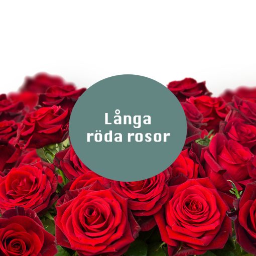 Långa röda rosor