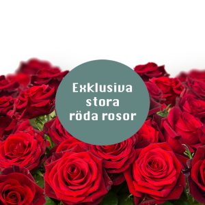Exklusiva stora röda rosor