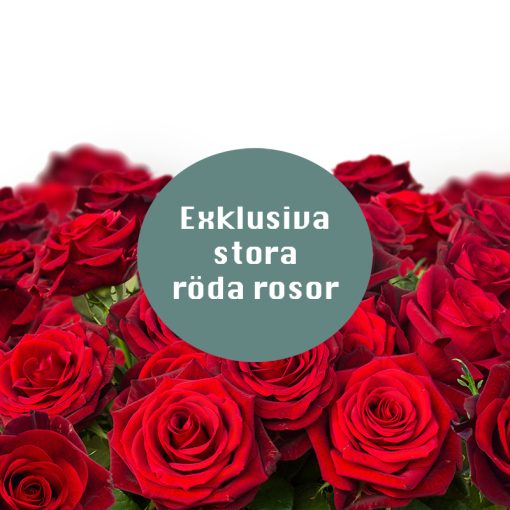 Exklusiva stora röda rosor