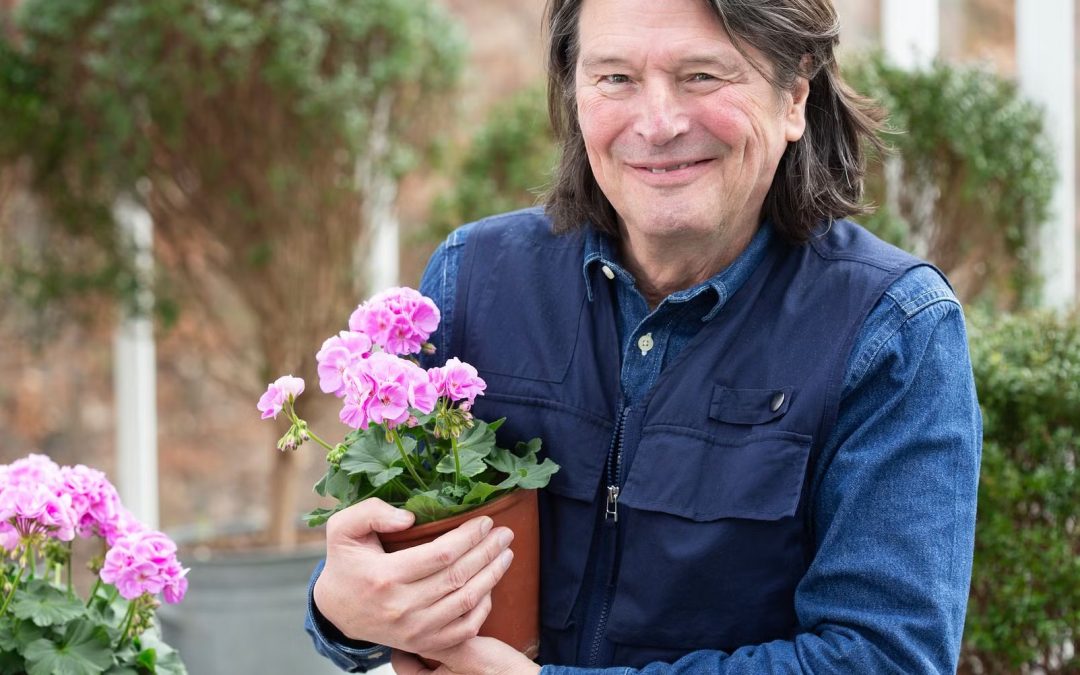 Årets Pelargon 2024 – Pelargonium x hortorum Sunrise-Serien ’Lavina`